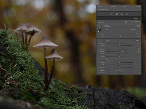 GLOWING MUSHROOMS - Photography Journal_en - Blog - MyOMSYSTEM