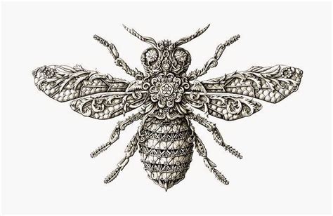 decorative insect drawing by Alex Konahin ~ craft art ideas