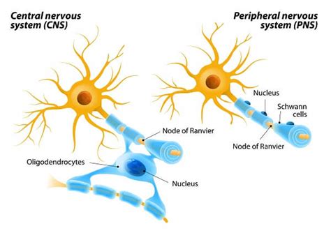 Schwann Cells | Biology Dictionary