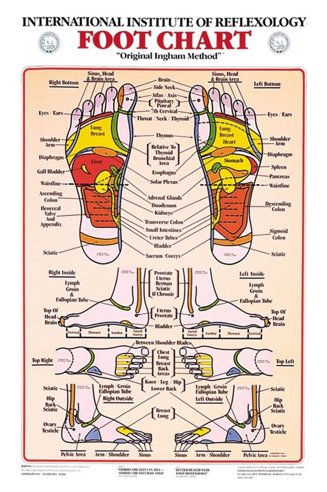 31 Printable Foot Reflexology Charts & Maps ᐅ TemplateLab