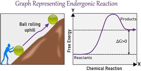 Exergonic And Endergonic Reactions