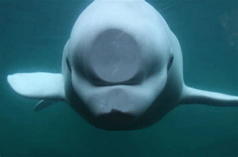 Beluga Seizure GIF - Beluga Seizure - Discover & Share GIFs