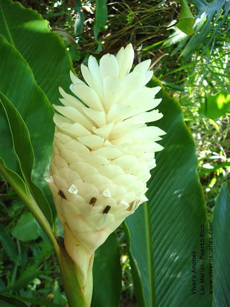 Lg. White Tropic Ginger Plant (alpinia purpurata madikeri) | Ginger ...