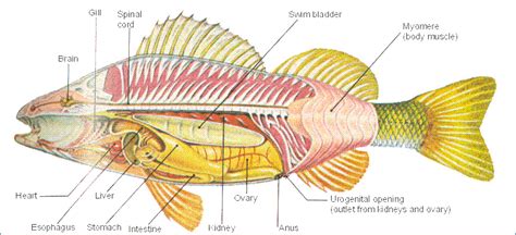 Perch Internal Anatomy