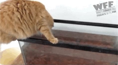 Cat Fails GIF by World’s Funniest - Find & Share on GIPHY