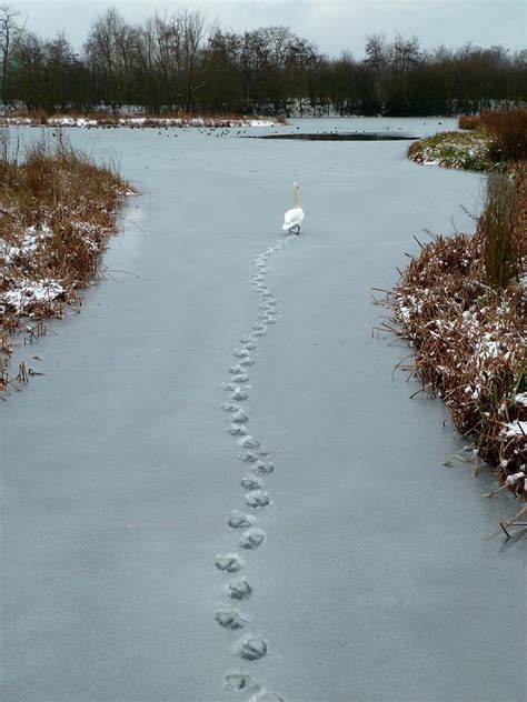 Fisher Cat Tracks In Deep Snow