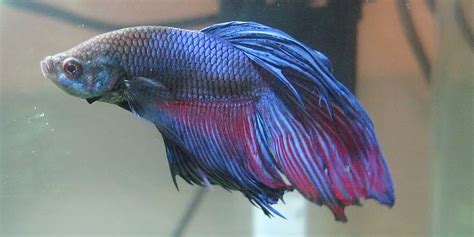 Betta Fish Fin Rot : Betta Fin Rot Guide Symptoms How To Treat And ...