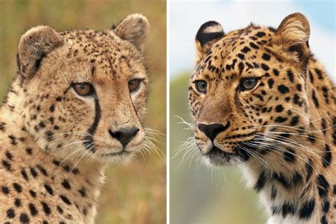 Cheetah vs Leopard - how to tell the two cats apart - The Wildlife Diaries