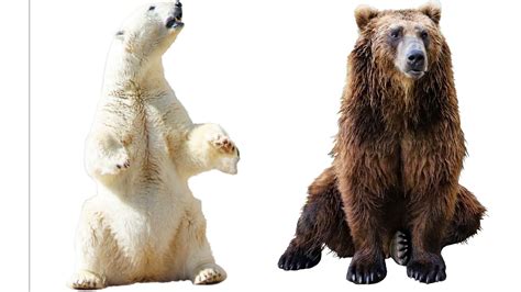 Kodiak Bear vs. Polar Bear: Which One is More Dangerous? - Sometimes ...