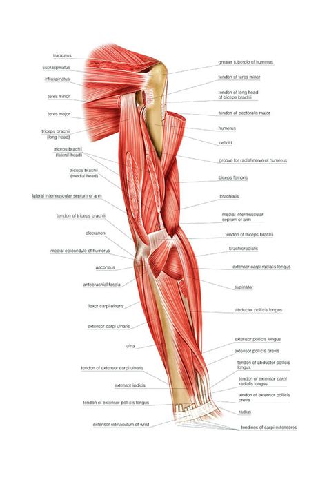 Acquire Anatomy Muscles Arm Free Images - Www