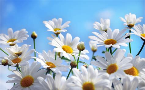 lovely daisy flowers wallpapers free download | Daisy wallpaper, Flower ...