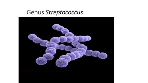 Genus Streptococcus: habitat, morphology, culture and biochemical ...