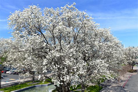 White blossoms of flowering pear tree (pyrus calleryana) in zone 9b ...