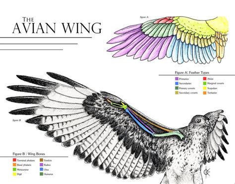 Raptor wing anatomy Keyword: falconry, raptors, bird* of prey, hawk ...