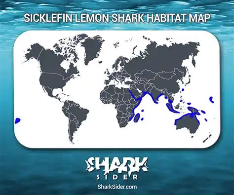 Sicklefin Lemon Shark– Facts, Size, Behavior, Diet, Pictures