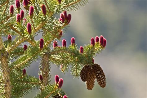 New Evergreen pine cones. stock image. Image of nature - 31438333