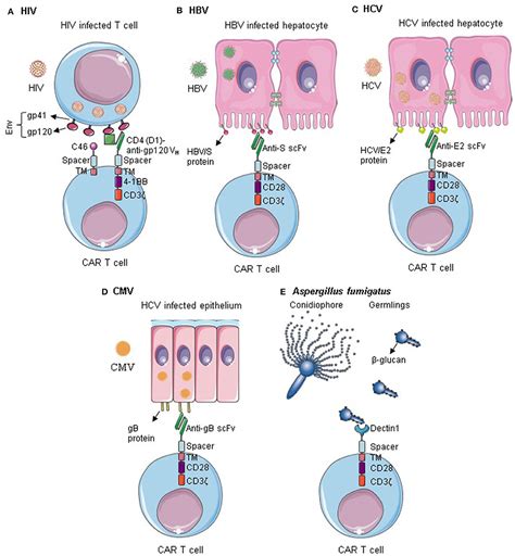 Breast Cancer Mets To Liver Treatment