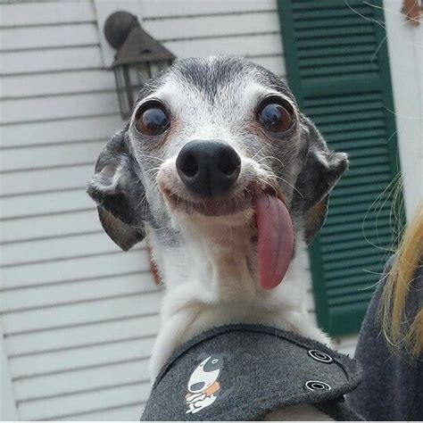 Think Happy, Be Happy! Zappa the Italian Greyhound the_real_zappa ...