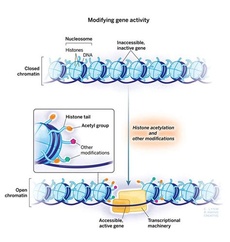 Histone modifications and gene expression - Lasker Foundation