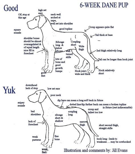 Great dane puppy, Great dane growth chart, Dane puppies