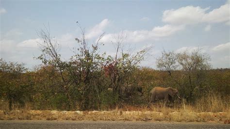 I Travel South Africa: African Elephants Kruger National Park