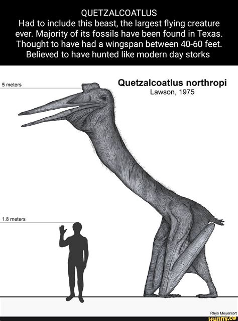 QUETZALCOATLUS Had to include this beast, the largest flying creature ...