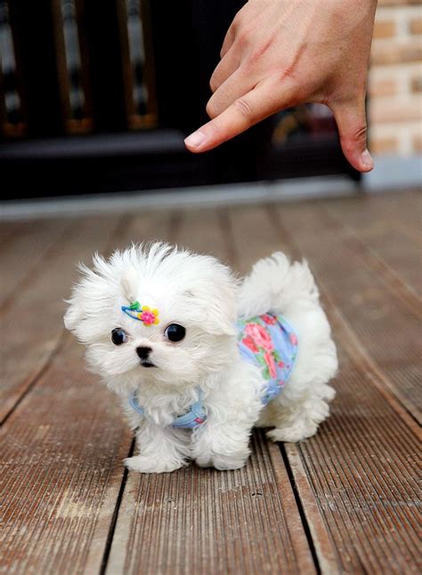 Teacup Maltese Puppies | All Puppies Pictures and Wallpapers | Cute ...