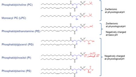 Phosphatidylcholine Chemical Structure