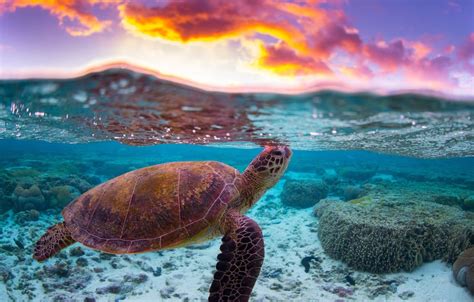 Pretty Sea Turtles Wallpapers - Wallpaper Cave