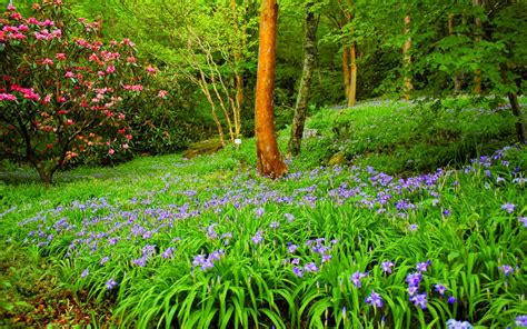 Beautiful Summer Hd Wallpaper Forest With Green Trees, Bushes, Flowers ...