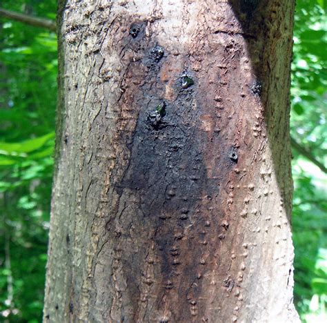 Tree Cankers: Symptoms, Treatment, and Prevention | Trees By Jake