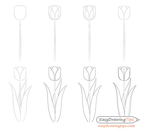 Easy Tulip Drawing Step by Step - EasyDrawingTips