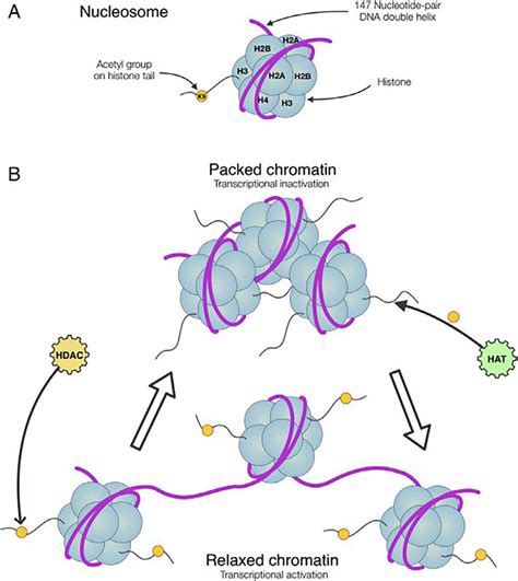 Histone Structure