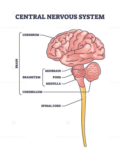 Central nervous system model or CNS brain organ structure outline ...