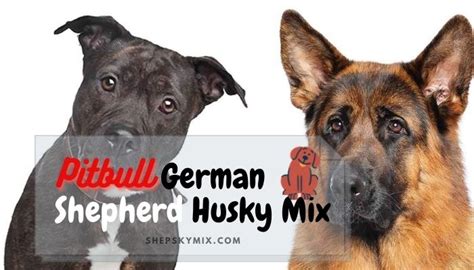 Pitbull German Shepherd Husky Mix (Designer Dogs Photos)