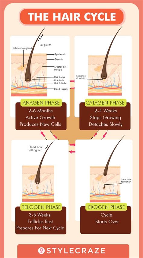 Facial Hair Growth Cycle