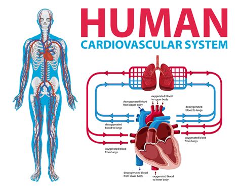 Diagram Showing Human Cardiovascular System 7539975 Vector Art at Vecteezy