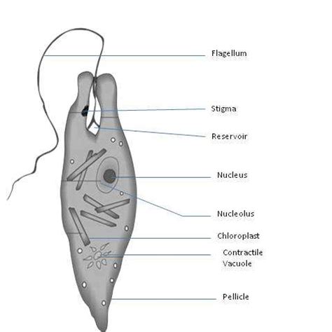 Structure of Euglena with Labeled Diagram - Swarborno