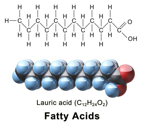 Molecular Diagram Of Saturated Fatty Acid