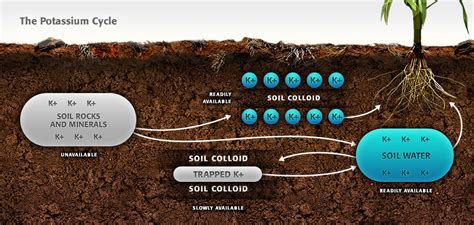 Potassium - Nutrient Management | Mosaic Crop Nutrition