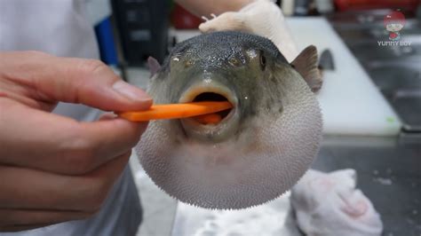 Pufferfish Eating a Carrot | Know Your Meme