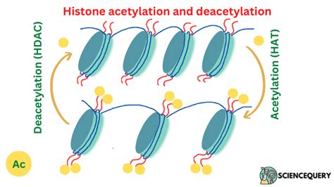 What is histone acetylation ? - ScienceQuery