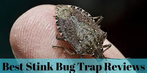 Best Stink Bug Trap Reviews 2020 | Insect Hobbyist