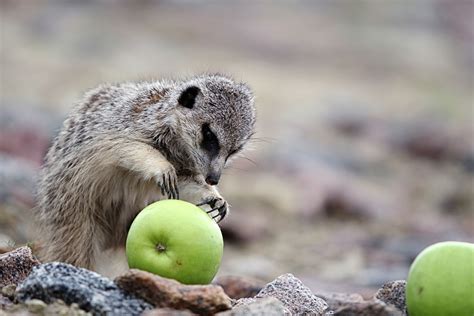 Meerkats Settle Rivalries With Eating Contests