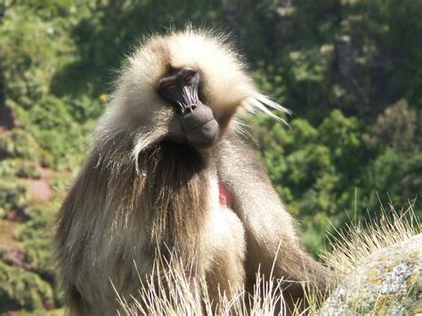 Wildlife - Link Ethiopia