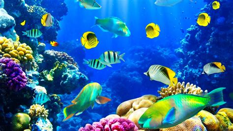 Wallpaper : 1920x1080 px, fish, fishes, nature, ocean, sea, sealife ...