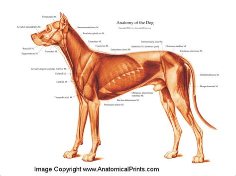 Dog Anatomical Chart Muscles