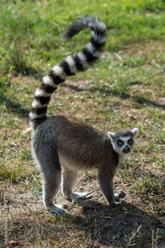 Lemur monkey from madagascar - Buy this stock photo and explore similar ...