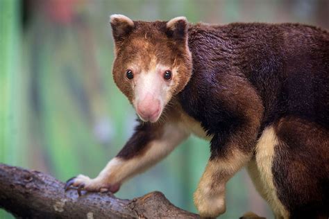 10 Fascinating Arboreal Mammals - WorldAtlas