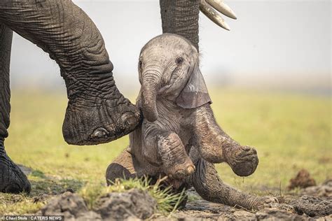 A little help please, Mum! Baby elephant is put on its feet by its ...